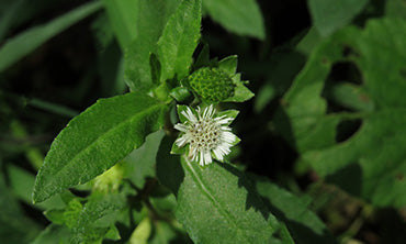 BEST AYURVEDIC HAIR OIL: BHRINGRAJ OIL