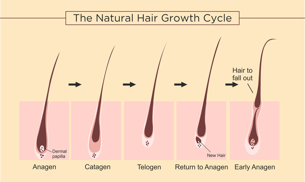 The Natural Hair Growth Cycle: Acknowledging the Anatomy of Your Hair Follicles